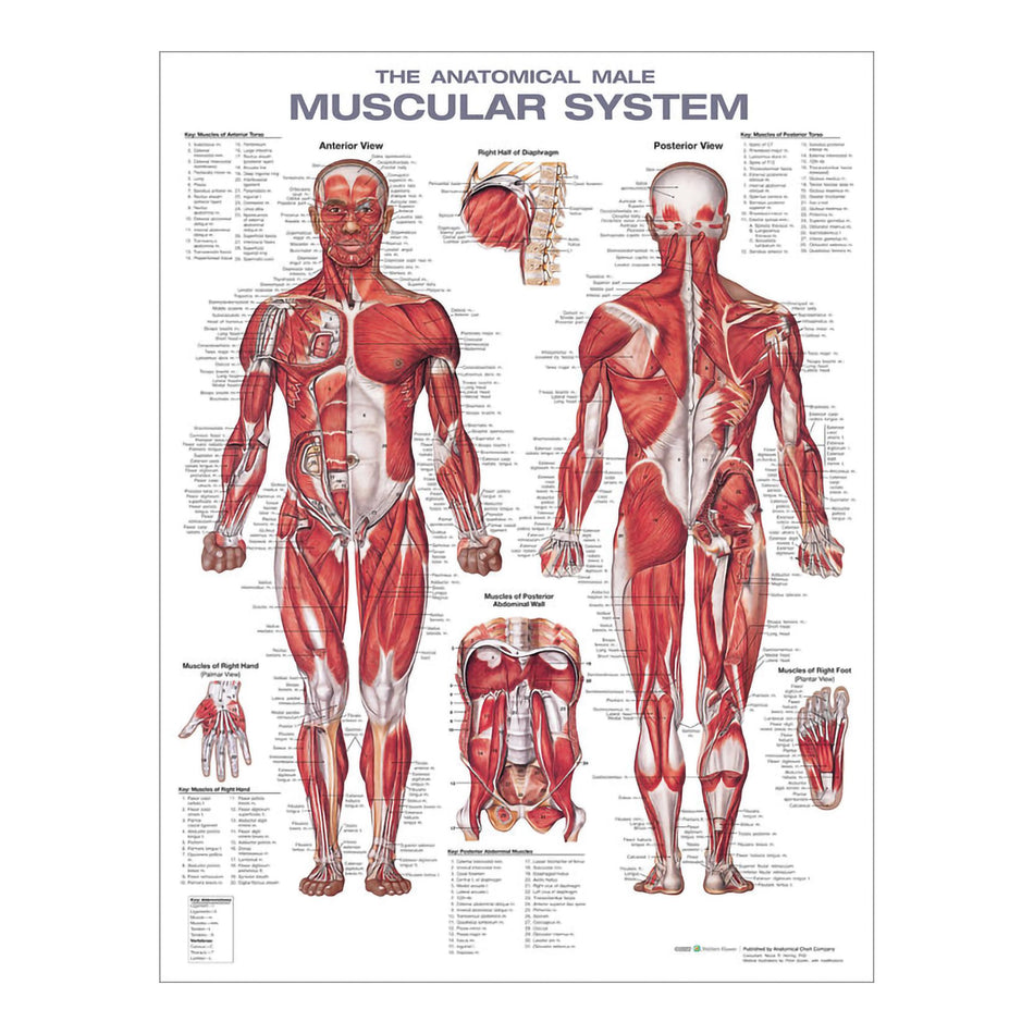 Anatomical Chart Wolters Kluwer Health Inc Male Muscular System 20 X 26 Inch Heavy Paper Grommets Laminated